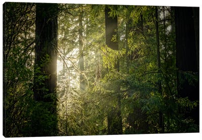 Peeking Sun Canvas Art Print - Forest Bathing