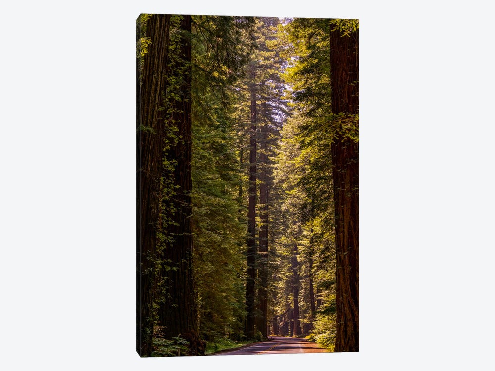 Road Less Traveled by Eric Schech 1-piece Canvas Art Print