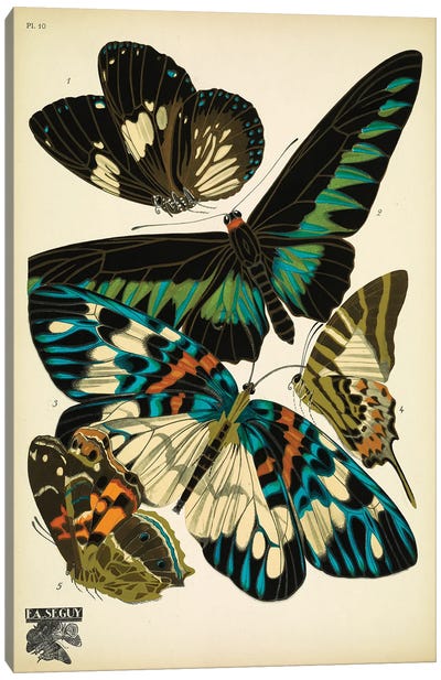 Papillons (Butterflies) X Canvas Art Print - E.A Séguy