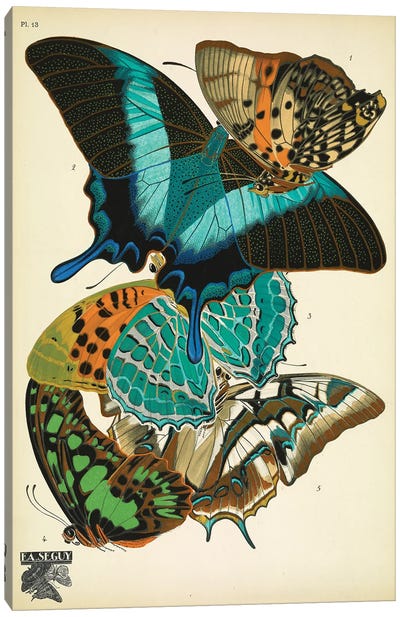 Papillons (Butterflies) XIII Canvas Art Print - E.A Séguy