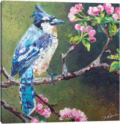 Blue Jay On Apple Blossoms Canvas Art Print - Jay Art