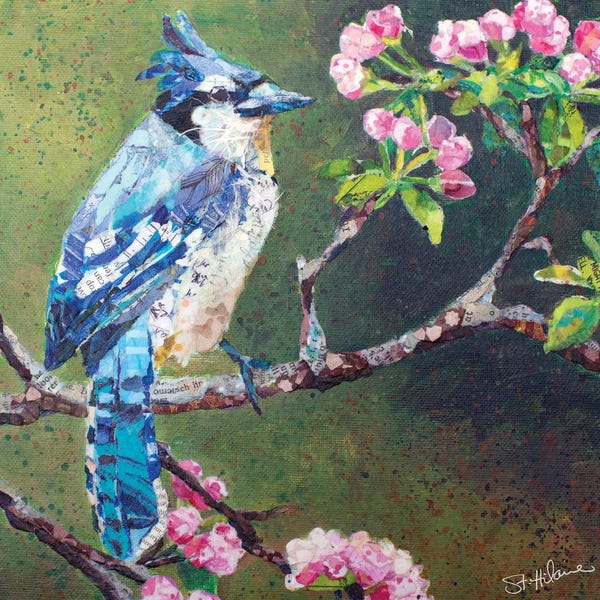 Elizabeth St. Hilaire: Blue Jay On Apple Blossoms by Elizabeth St. Hilaire