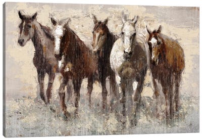 Harras Canvas Art Print - Horse Art
