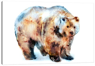 Bear II Canvas Art Print - Edward Selkirk