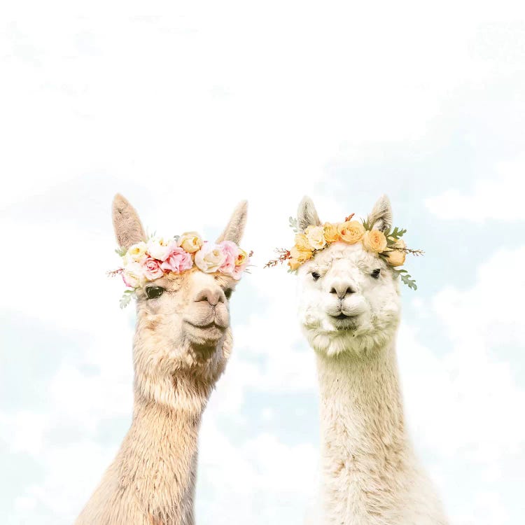 Alpacas In Bloom