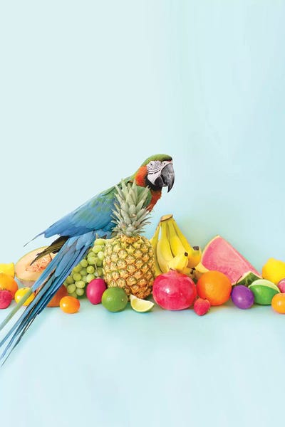 Parrots: Parrot Portrait by Erin Summer