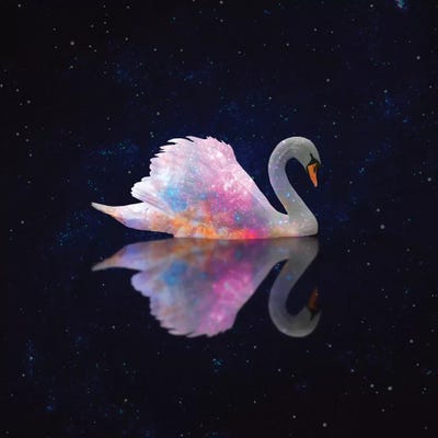 Swan Galaxy by Erin Summer metal wall art