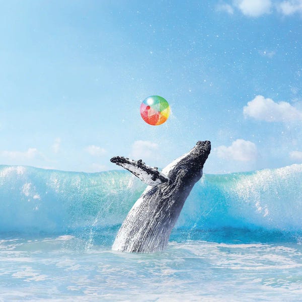 Humpback Whales: Make A Splash by Erin Summer