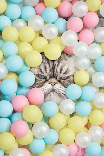 Persians: Catitude by Erin Summer