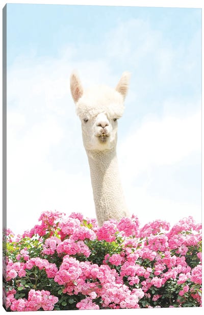 Popping In To Say Hello Canvas Art Print - Llama & Alpaca Art