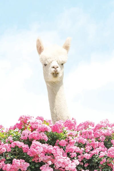 Llamas: Popping In To Say Hello by Erin Summer