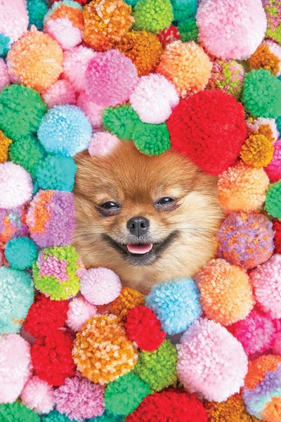 Pomeranians: Pom Pomeranian by Erin Summer