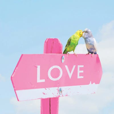 Love Birds by Erin Summer framed canvas print