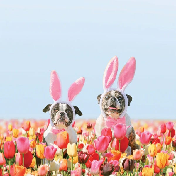 Erin Summer: The Bunny Boys by Erin Summer