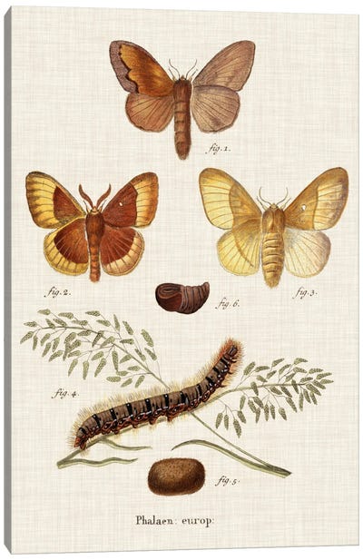 Life Cycle of a Moth I Canvas Art Print