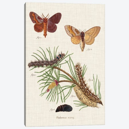 Life Cycle of a Moth II Canvas Print #ESP2} by Johann Esper Canvas Print