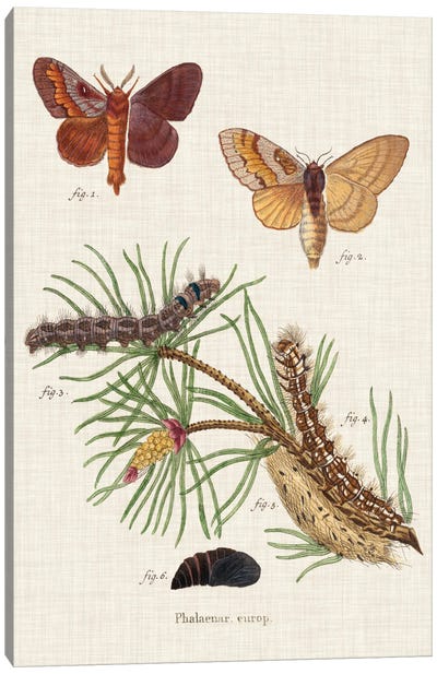 Life Cycle of a Moth II Canvas Art Print