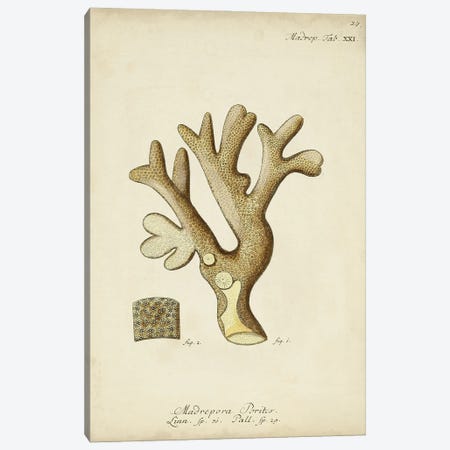 Ecru Coral II Canvas Print #ESP3} by Johann Esper Art Print