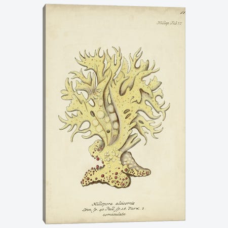 Ecru Coral IX Canvas Print #ESP4} by Johann Esper Canvas Wall Art