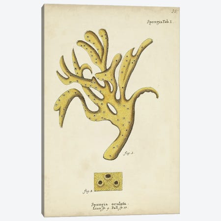 Ecru Coral XII Canvas Print #ESP8} by Johann Esper Canvas Art Print