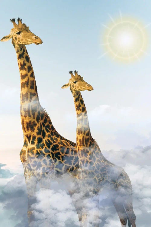 Giraffes And Clouds