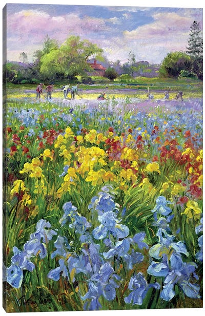 Hoeing Team And Iris Fields, 1993 Canvas Art Print - Wildflowers