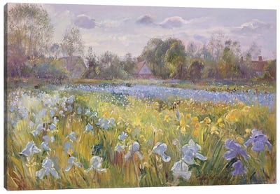 Iris Field In The Evening Light, 1993 Canvas Art Print - Timothy Easton