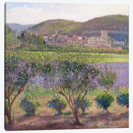 Lavender Seen Through Quince Trees, Monclus Canvas Print #EST40} by Timothy Easton Canvas Art