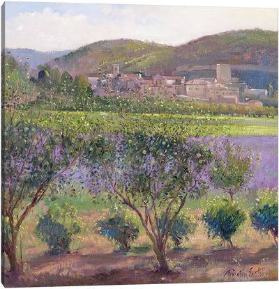 Lavender Seen Through Quince Trees, Monclus Canvas Art Print - Timothy Easton