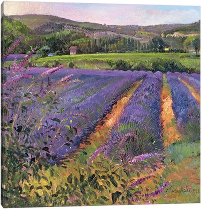 Buddleia And Lavender Field, Montclus, 1993 Canvas Art Print - Timothy Easton