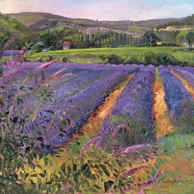 Buddleia And Lavender Field, Montclus, 1993 by Timothy Easton wall art