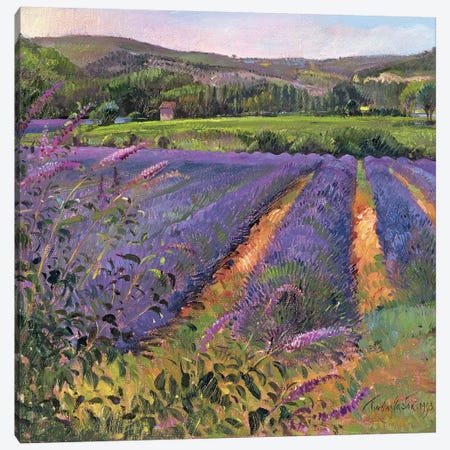 Buddleia And Lavender Field, Montclus, 1993 Canvas Print #EST6} by Timothy Easton Canvas Wall Art