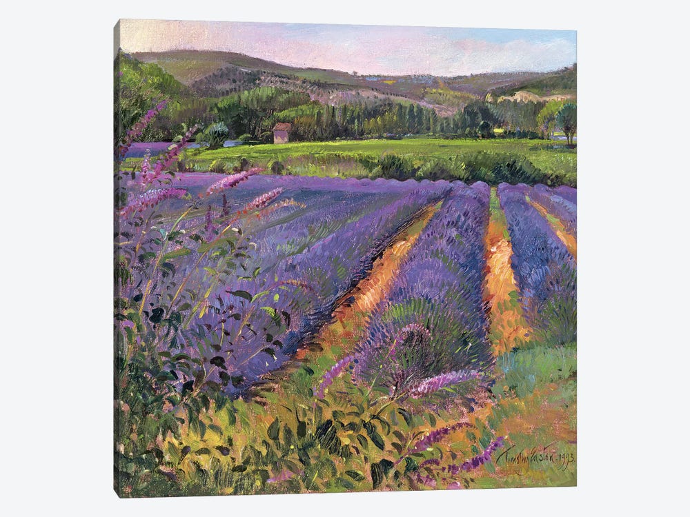 Buddleia And Lavender Field, Montclus, 1993 by Timothy Easton 1-piece Canvas Wall Art