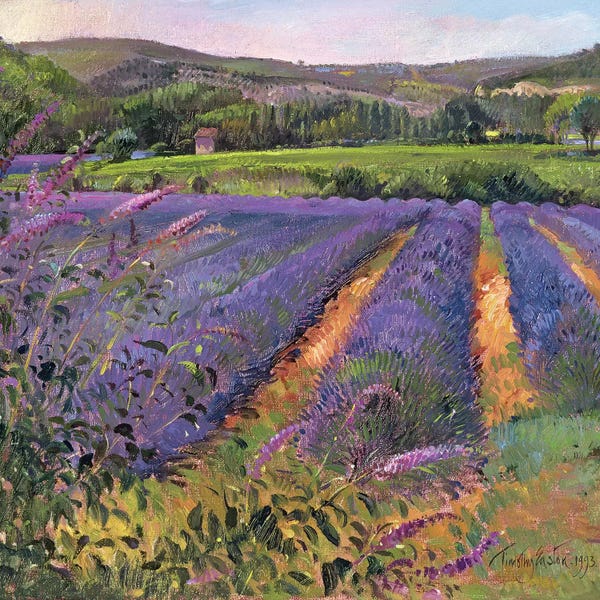 Detailed Oil Painters: Buddleia And Lavender Field, Montclus, 1993 by Timothy Easton