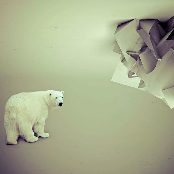 Polar Bears: Whoach by Evgenij Soloviev