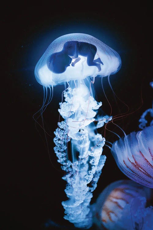 Embryo by Evgenij Soloviev wall art