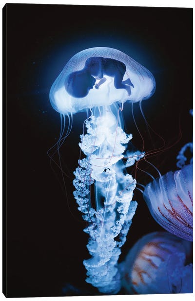Embryo Canvas Art Print - Jellyfish Art