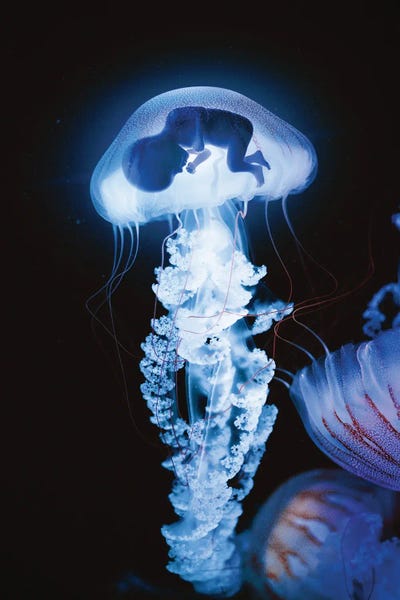 Jellyfish: Embryo by Evgenij Soloviev