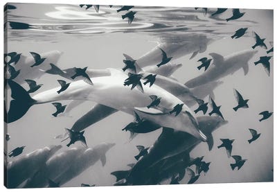 Found Out Canvas Art Print - Dolphin Art