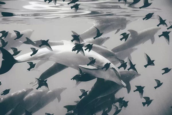 Dolphins: Found Out by Evgenij Soloviev