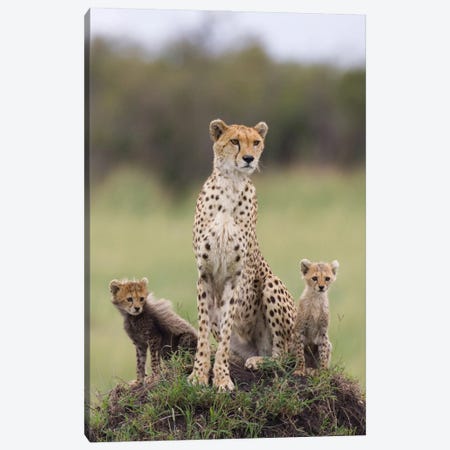 Cheetah Mother And Eight To Nine Week Old Cubs, Maasai Mara Reserve, Kenya I Canvas Print #ESZ1} by Suzi Eszterhas Canvas Art Print