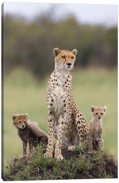 Cheetah Mother And Eight To Nine Week Old Cubs, Maasai Mara Reserve, Kenya I Canvas Art Print