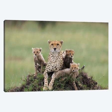 Cheetah Mother And Eight To Nine Week Old Cubs, Maasai Mara Reserve, Kenya II Canvas Print #ESZ2} by Suzi Eszterhas Canvas Art Print