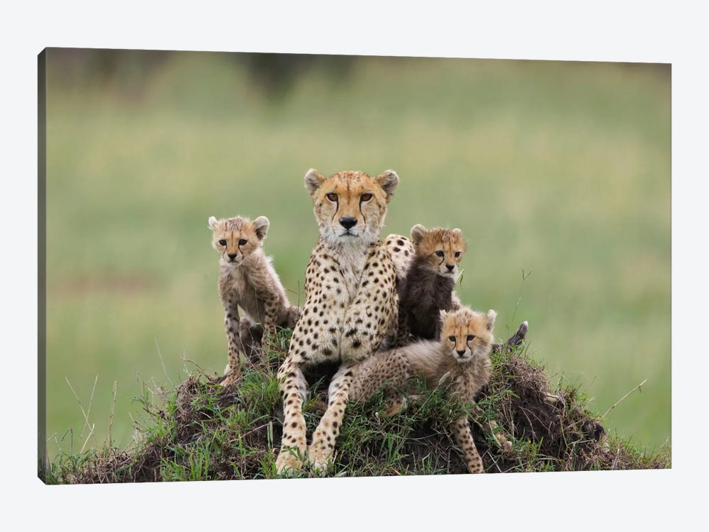 Cheetah Mother And Eight To Nine Week Old Cubs, Maasai Mara Reserve, Kenya II by Suzi Eszterhas 1-piece Canvas Art