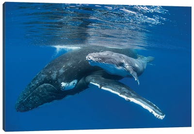 Humpback Whale Mother With Four Day Old Calf, Tonga Canvas Art Print - Humpback Whale Art