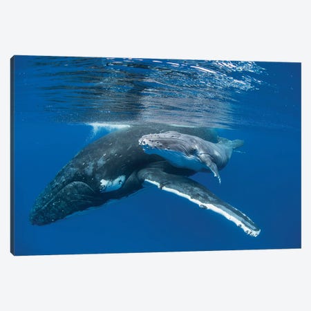 Humpback Whale Mother With Four Day Old Calf, Tonga Canvas Print #ESZ4} by Suzi Eszterhas Canvas Artwork