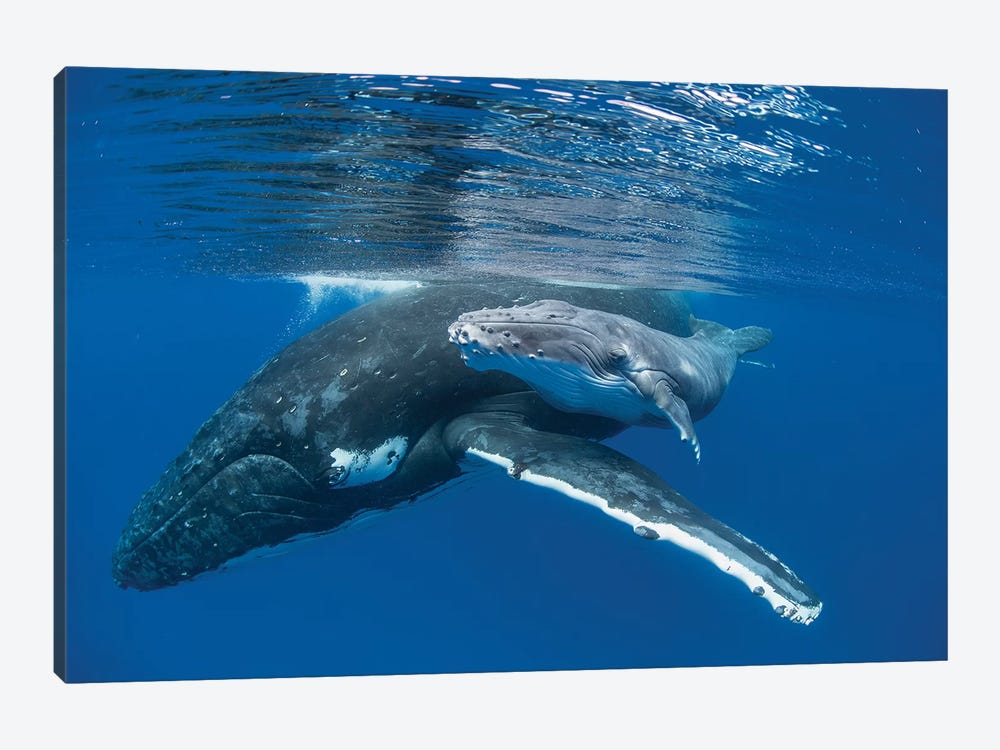 Humpback Whale Mother With Four Day Old Calf, Tonga by Suzi Eszterhas 1-piece Canvas Wall Art