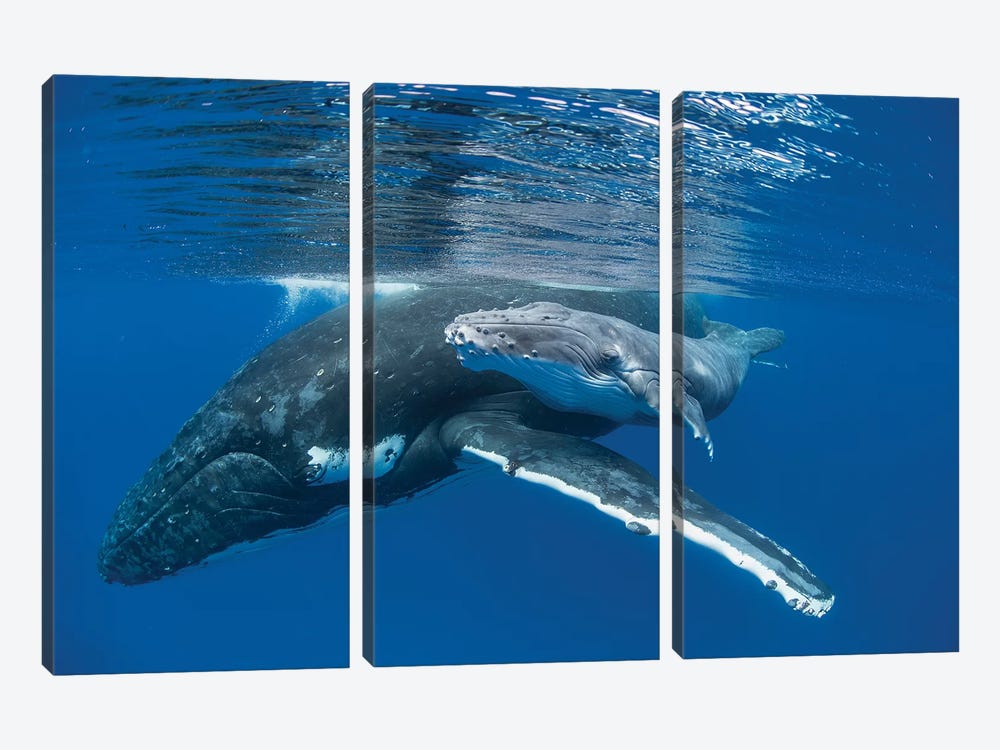Humpback Whale Mother With Four Day Old Calf, Tonga by Suzi Eszterhas 3-piece Canvas Art