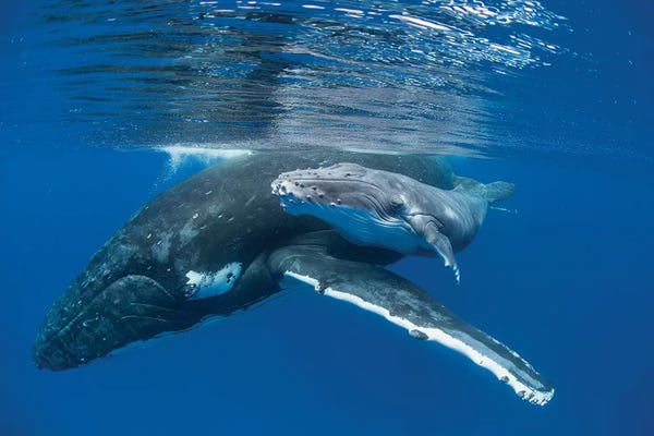 Whales: Humpback Whale Mother With Four Day Old Calf, Tonga by Suzi Eszterhas