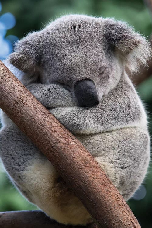 Koala Male Sleeping, Queensland, Australia by Suzi Eszterhas wall art